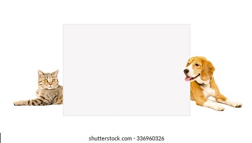 Cat Scottish Straight And Beagle Dog Peeking  From Behind Banner, Isolated On White Background