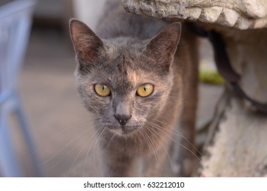 cat scout