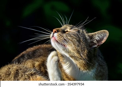 Cat Scratching 