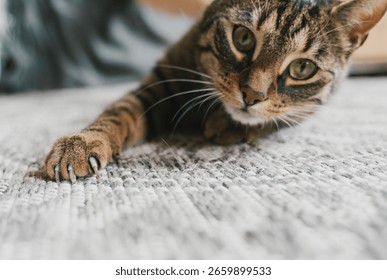 Cat scratching carpet while lyind down at home