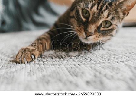 Cat scratching carpet while lyind down at home