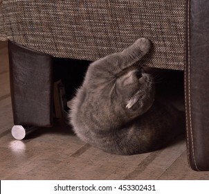 1,206 Cat scratching couch Images, Stock Photos & Vectors Shutterstock