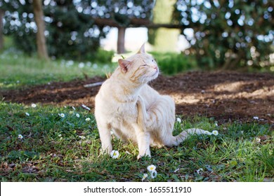 Cat Scratching An Itch. Outdoors Shot.