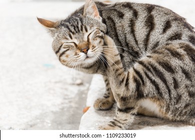 A Cat Scratching Itself