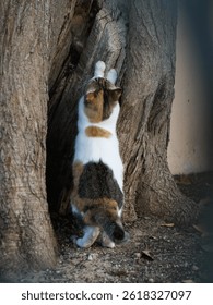 Cat scratching the tree in the park during the morning