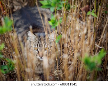 cat in scrup
