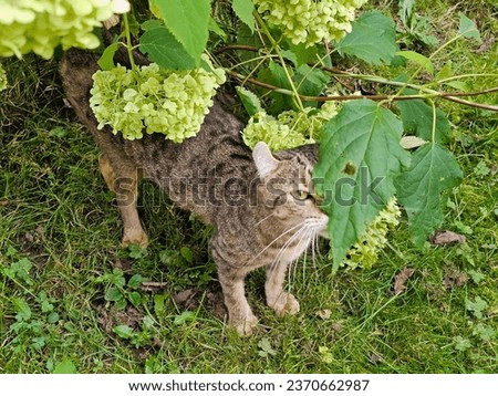 A cat seen under some leaves in a bush in a garden with one eye covered.