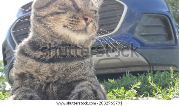 cat selfie in front of blue\
car