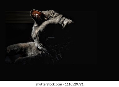 Cat in Shadow