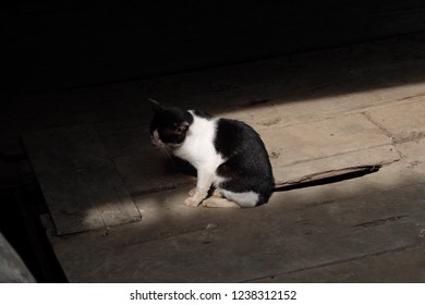 cat in the shadow
