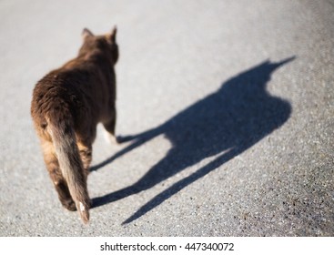 A Cat With Shadow