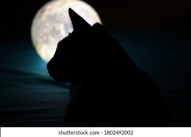 Cat In The Shadow With Moon