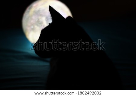 Cat in the shadow with moon