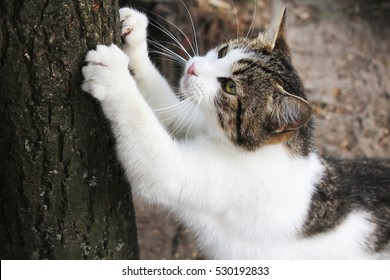 A Cat Sharpening Its Claws