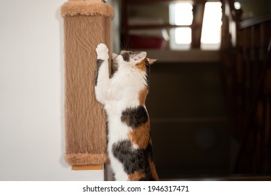 Cat sharpens its claws on scratching post. Colorful red-white-black cat stands on its hind legs and sharpens its claws on a brown wall scratching post side view