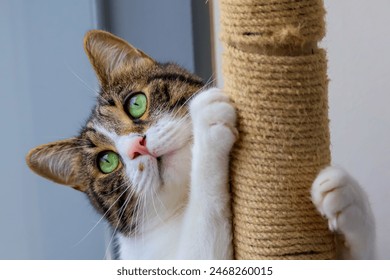 The cat sharpens its claws on the scratching post. Fluffy tricolor cat with big green eyes close up.