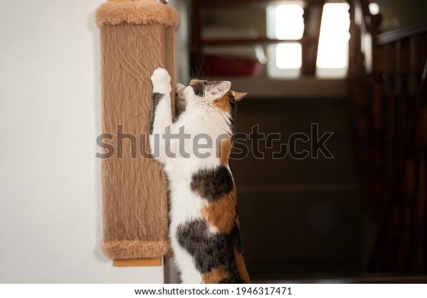 Cat sharpens its claws on\
scratching post. Colorful red-white-black cat stands on its hind\
legs and sharpens its claws on a brown wall scratching post side\
view
