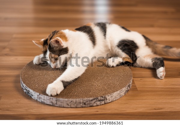 Cat sharpens its claws on a scratching post. A\
tricolor cat lies on the floor and sharpens its claws on a\
cardboard scratching post.