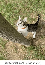 cat sharpens its claws on a tree trunk in the garden. kitten climbs a tree trunk, looking up at something in the distance. domestic animals or pets portrait. animal at garden or park. 