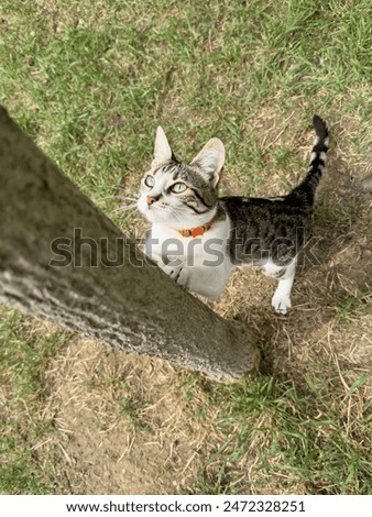 cat sharpens its claws on a tree trunk in the garden. kitten climbs a tree trunk, looking up at something in the distance. domestic animals or pets portrait. animal at garden or park. 