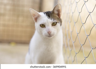 Cat In Shelter (Outside)