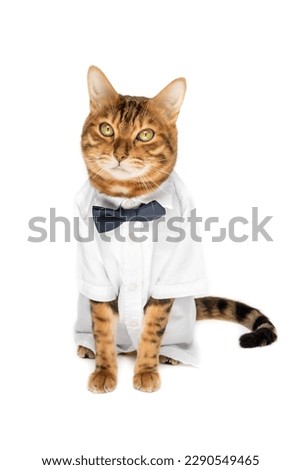 The cat in a shirt and a bow tie on a white background is isolated.