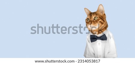 Cat in a shirt and bow tie on a blue background. Copy space.