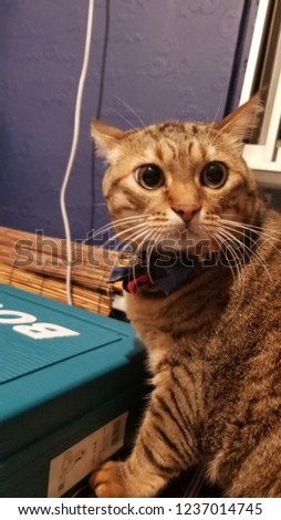 Cat in shock