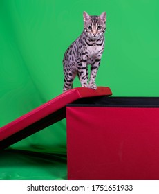 Cat Show On Background Green Screen 