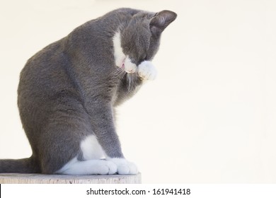 Cat Headache Images Stock Photos Vectors Shutterstock