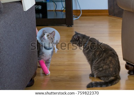 cat showing simpathy