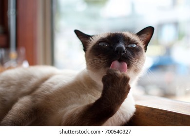 Cat, Siamese Cat
