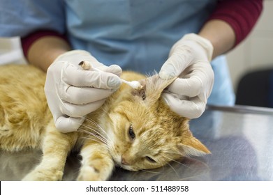 Cat Is Sick, Otodektoz, Ear Mites