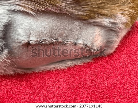 Cat sick with a surgically treated wound