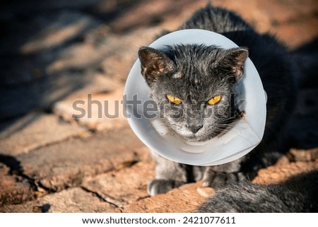 Cat sickness face allergic fungal skin disease with collar , Atypical dermatitis in a domestic cat , bacteria infections animal