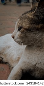 Cat from a side angle view