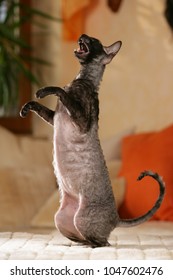 Cat sideways begging