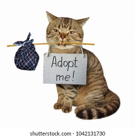 34,909 Cat adoption Images, Stock Photos & Vectors | Shutterstock