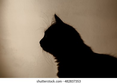 cat silhouette  - Powered by Shutterstock