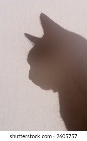 Cat silhouetted behind backlit cancas screen shade