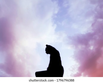 Cat Silhoutte Over Pink Sunset Sky With Fluffy Clouds