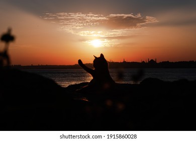 A Cat Silhoutte Trying To Reach To The Sun Near The Sea