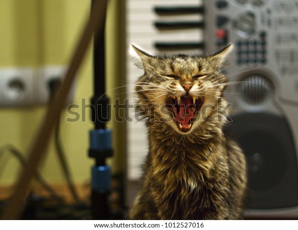 Cat sings\
in a music studio on the piano\
background