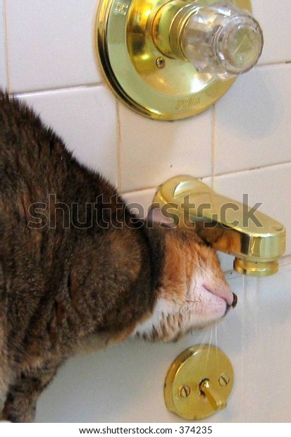 cat sip
