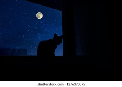 Cat Sit By The Windowsill In Moonlight And Looking At Full Moon. Dark Room In The Silhouette Of A Cat Sitting On A Window At Night