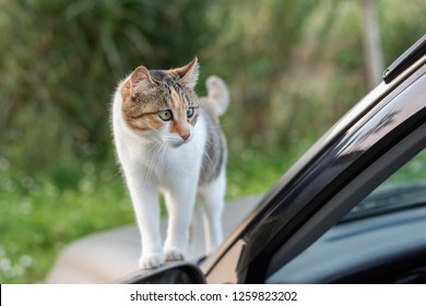 26,866 Cat by car Images, Stock Photos & Vectors | Shutterstock