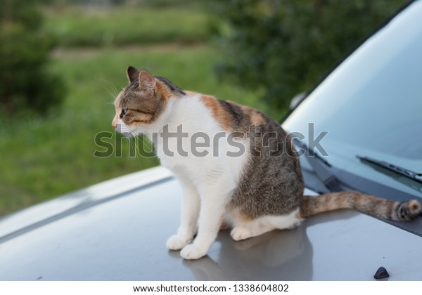 cat sit on a car in the\
outdoor