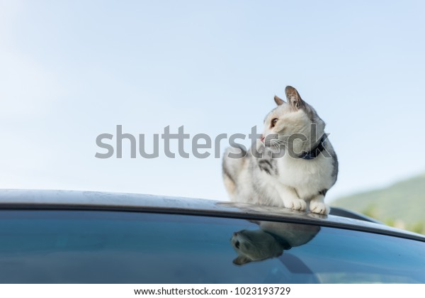 cat sit on a roof of\
car in the outdoor