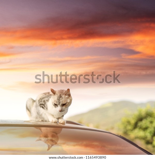 cat sit on a roof of\
car in the outdoor