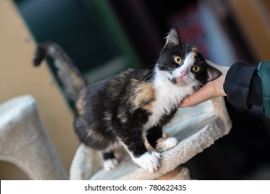 Cat Sit On A Shelf  In An Animal Shelter And Rub On The Arm